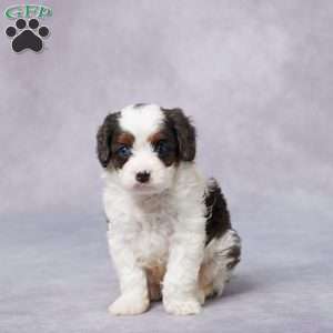 Flip, Cavapoo Puppy